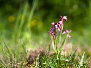 Tongue orchid, Serapias lingua. In habitat, Italy.
