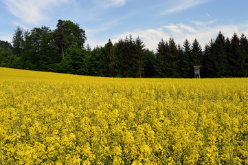Rapeseed field