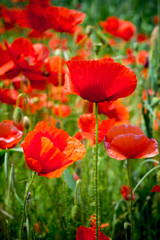 Vertical View of Close Up of Poppies Meadow on blur Background