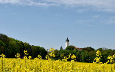 Rapsfeld - Ebersberg - Oberbayern © frangipani.s