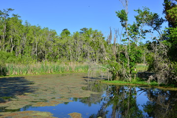 Fototapeta na wymiar Swamp near Charleston in South Carolina.