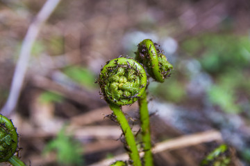 Young fern leaves