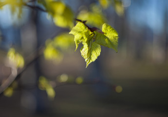 Early spring leaves on a branch with a blurred background