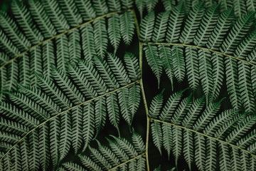 Closeup of green tropical plants
