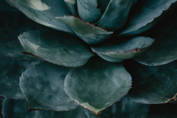 Obraz premium Closeup of green tropical plants