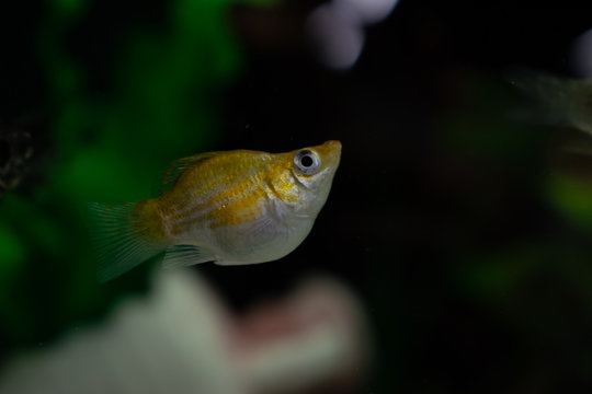 Small yellow and white balloon molly poecilia sphenops fish swimming underwater in aquarium on a dark background