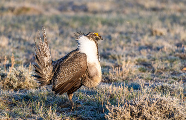 A Greater-Sage Grouse in Courtship Display at Lek