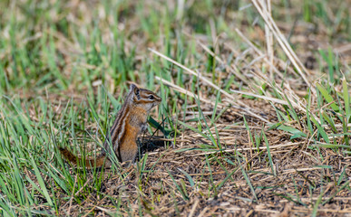 An Adorable Chipmunk Foraging for Food