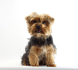 Yorkshire Terrier 1 Jahr alt Haustier Hund