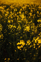 Yellow field at sunset