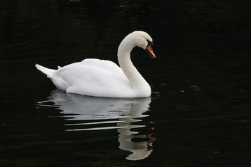 Reflections Of A Swan