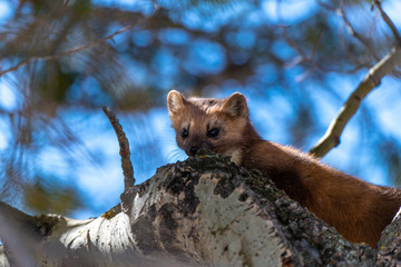 A Cute Pine Marten in a Tree