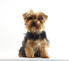 Yorkshire Terrier 1 Jahr alt Haustier Hund