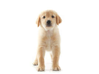 Puppy dog golden retriever on white background © chayathon2000