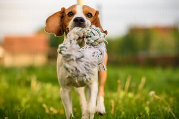 Dog run Beagle fun