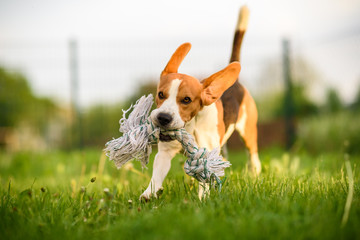 Dog run Beagle fun in garden fetching rope towards camera. Canine concept