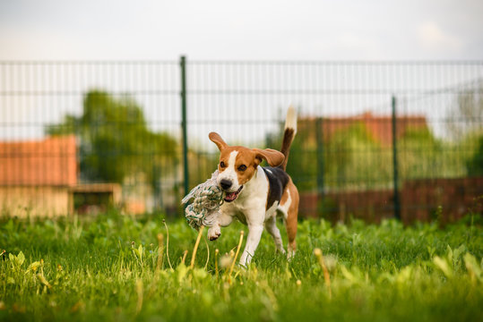 Dog run Beagle fun