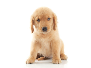 Puppy dog golden retriever on white background