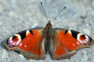 butterfly on stone macro