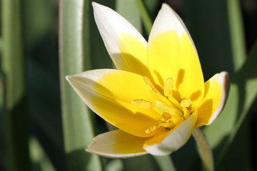  yellow flower in the spring garden