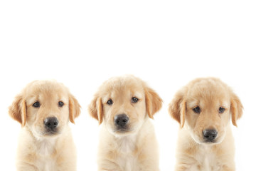 Puppy dog golden retriever on white background