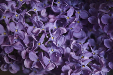 Spring flowers - purple lilac (Syringa vulgaris)