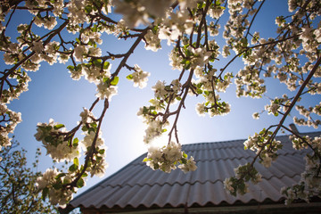 Blossoming apple tree with flowers on sky and sun background