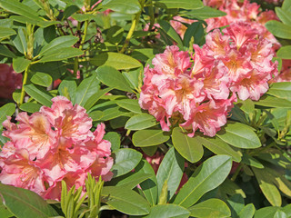 Blühender Rhododendron