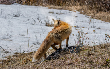 Naklejka na ściany i meble A Beautiful Red Fox in Colorado