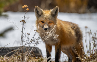 A Beautiful Red Fox in Colorado