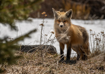 A Beautiful Red Fox in Colorado