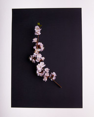 A branch of cherry blossoms, sakura on a black background with a white frame. Exquisite Japanese minimalism. The beauty of spring nature.