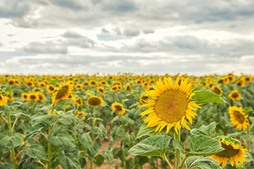 Sunflowers field with a dramatic sky