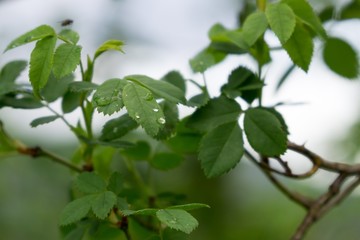 Morning dew droplets on grass. Slovakia