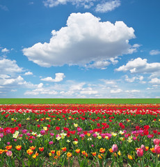 Fototapeta na wymiar Meadow of tulips.
