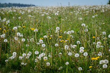 Fototapeta premium Pusteblumen