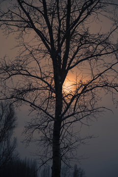 Alone tree and behind sunset in winter near river © Naletova