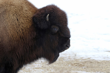 A Wood Bison (Bison bison athabascae) in the snow..
