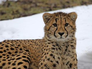 A cheetah (Acinonyx jubatus) in the snow.
