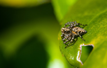 A Close Up of a Jumping Spider on a Leaf