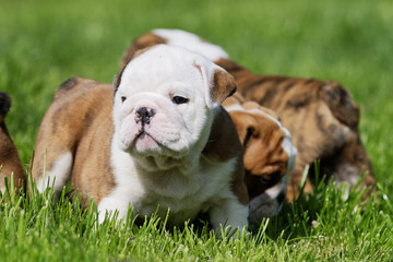 Portrait of the english bulldog outdoo