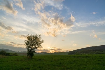 Fototapeta premium Abandoned walnut tree on meadow during sunset. Slovakia