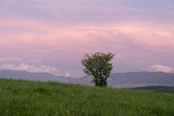 Fototapeta na wymiar Abandoned walnut tree on meadow during sunset. Slovakia