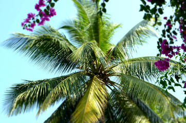 view from below on a palm tree with flowers on a sky background