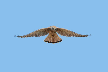 Common kestrel (Falco tinnunculus) - obrazy, fototapety, plakaty