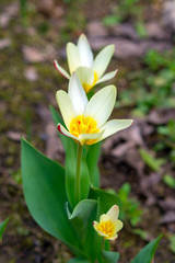 white tulip selective focus