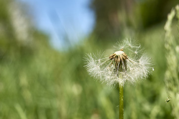 dandelion partially without fluff in the field