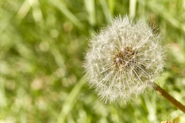 dandelion in the field
