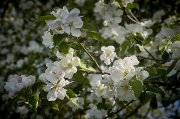 flowering apple. apple tree branches. apple blossom