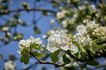 flowering apple. apple tree branches. apple blossom